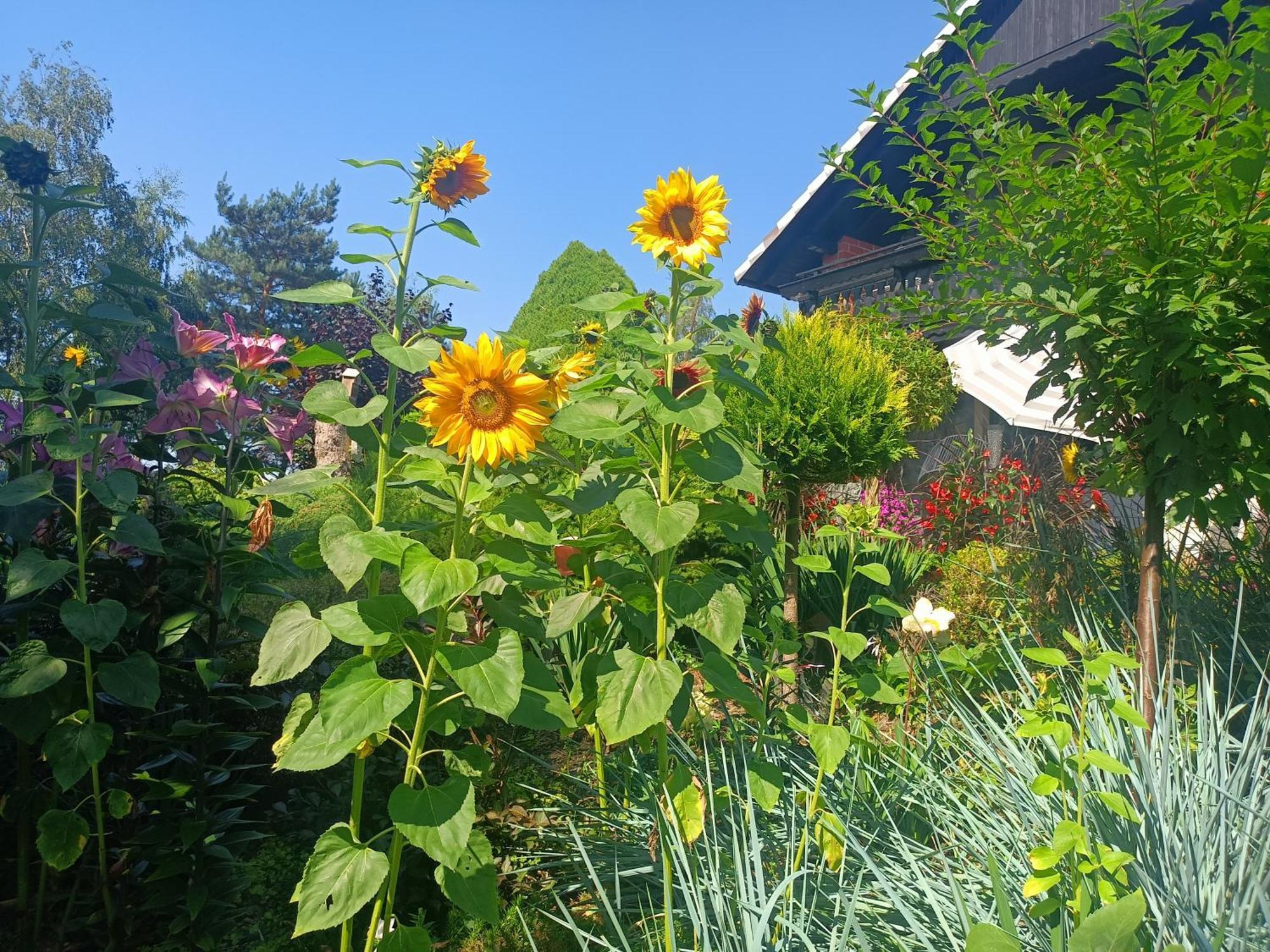 Hortus Apartament Z Klimatyzacja Boleslawiec  Dış mekan fotoğraf